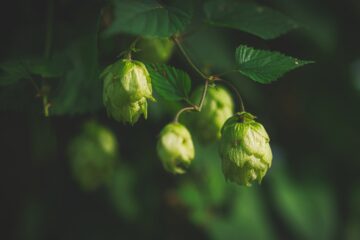 Brigitte - Ratzeburg - 07.09.2024 - Hopfen