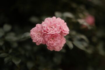 Brigitte - Ratzeburg - 07.09.2024 - Pink Flower