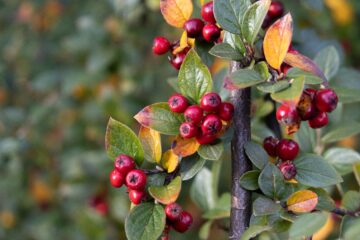 Peter Schultz - Arboretum Marienhof - 26.10.2024 - OT