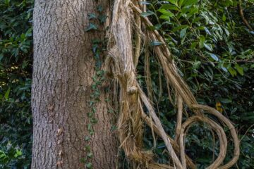 Peter Schultz - Arboretum Marienhof - 26.10.2024 - OT