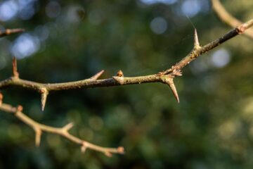 Peter Schultz - Arboretum Marienhof - 26.10.2024 - OT