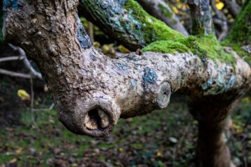 Peter Schultz - Arboretum Marienhof - 26.10.2024 - OT