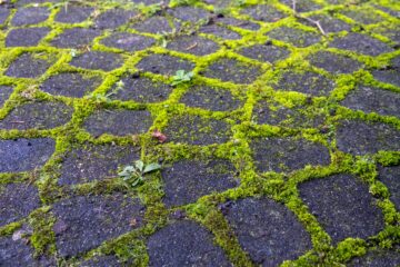 Peter Schultz - Arboretum Marienhof - 26.10.2024 - OT
