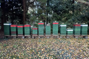 Christiane Leithäuser - Arboretum Marienhof - 26.10.2024 - OT