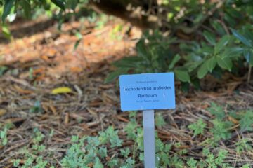 Christiane Leithäuser - Arboretum Marienhof - 26.10.2024 - OT