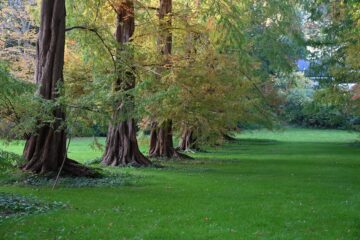 Wolfgang Scheffler - Arboretum Marienhof - 26.10.2024 - In Rei und Glied