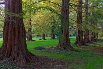 Bodo Jarren - Arboretum Marienhof - 26.10.2024 - Mamutallee