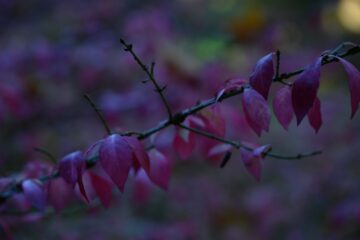 Petra Scheffler - Arboretum Marienhof - 26.10.2024 - OT