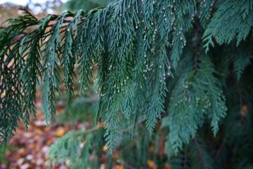 Petra Scheffler - Arboretum Marienhof - 26.10.2024 - OT