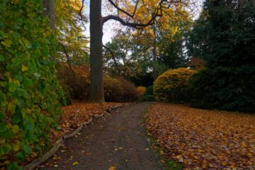 Bodo Jarren - Arboretum Marienhof - 26.10.2024 - Weg durch den Herbst