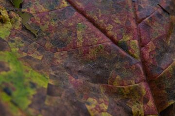 Brigitte - Arboretum Marienhof - 26.10.2024 - OT