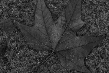 Brigitte - Arboretum Marienhof - 26.10.2024 - OT