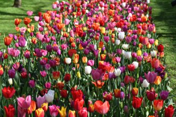 Petra Scheffler - Challenge 118: 25.11 - 08.12.2024 - Tulpenbeet