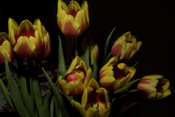 Bernd Mattern - Challenge 125: 03.03 - 16.03.2025 - Tulpen