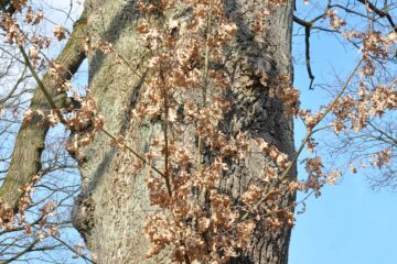 Sabine Poppe - Sengelmannstraße - 20.03.2025 - Baum mit viel Gefranse