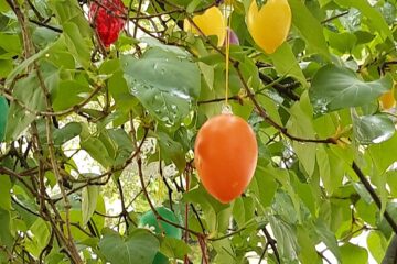 Peter Weise - Challenge 127: 31.03 - 13.04.2025 - Der Baum trägt schon Früchte