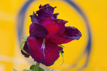 Bodo Jarren - Schlumper - 30.03.2025 - Rose mit tollen Hintergrund