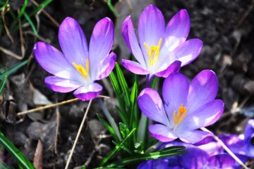Sabine Poppe - Sengelmannstraße - 20.03.2025 - Betrunkene Blumen weil blau