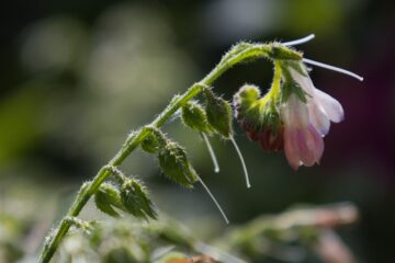 Bodo Jarren - Planten un Blomen - 22.05.2025 - Bloß nicht hängen lassen
