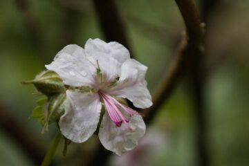 Bodo Jarren - Planten un Blomen - 22.05.2025 - Fast ganz in Weiß