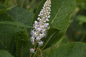 Bodo Jarren - Planten un Blomen - 22.05.2025 - Ganz schön spitz