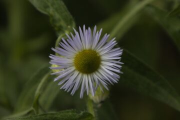 Bodo Jarren - Planten un Blomen - 22.05.2025 - Ich bin kein Ei