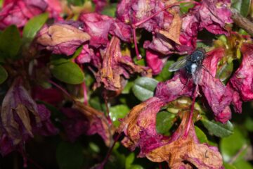 Bodo Jarren - Planten un Blomen - 22.05.2025 - Mach die Fliege