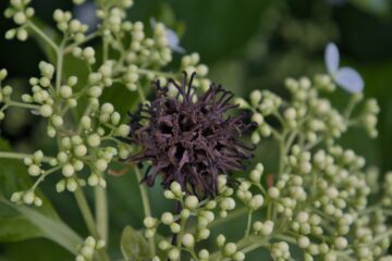 Bodo Jarren - Planten un Blomen - 22.05.2025 - Nicht alles blüht auf