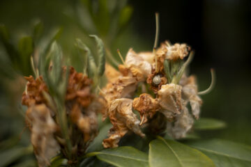 Hartmut Teschemacher - Planten un Blomen - 22.05.2025 - OT