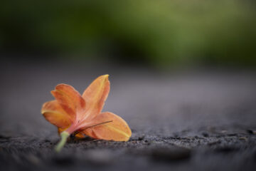 Hartmut Teschemacher - Planten un Blomen - 22.05.2025 - OT