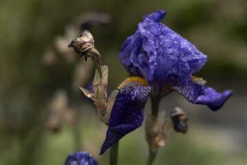 Hartmut Teschemacher - Planten un Blomen - 22.05.2025 - OT