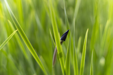 Hartmut Teschemacher - Planten un Blomen - 22.05.2025 - OT
