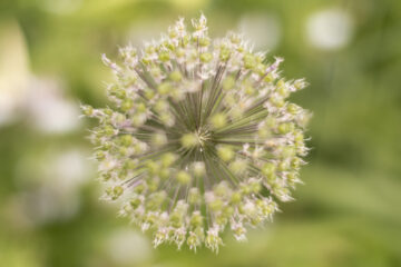 Hartmut Teschemacher - Planten un Blomen - 22.05.2025 - OT