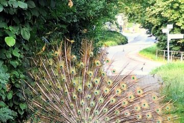 Peter Weise - Challenge 129: 28.04 - 11.05.2025 - Radschlagender Pfau stellt sich mir in den Weg, Moorburg