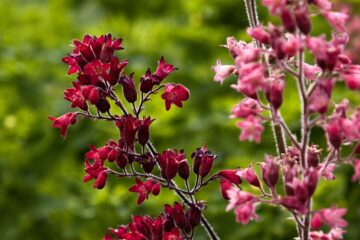 Bodo Jarren - Planten un Blomen - 22.05.2025 - Rot und Rosa