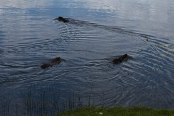Bodo Jarren - Ludwigslust - 03.05.2025 - Viele Nutria