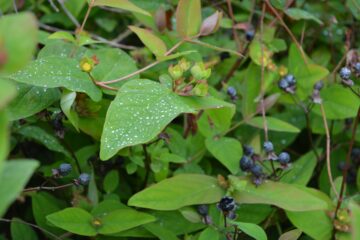 Jennifer - Planten un Blomen - 22.05.2025 - OT