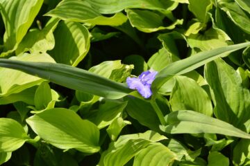 Jennifer - Planten un Blomen - 22.05.2025 - OT