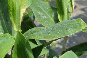 Jennifer - Planten un Blomen - 22.05.2025 - OT