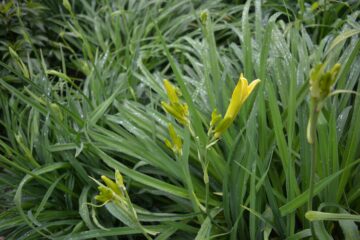 Jennifer - Planten un Blomen - 22.05.2025 - OT