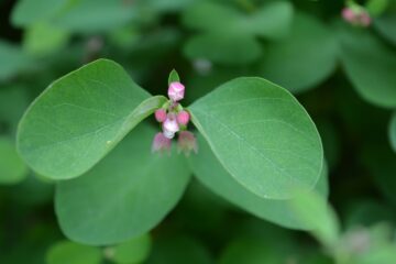 Jennifer - Planten un Blomen - 22.05.2025 - OT