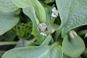 Jennifer - Planten un Blomen - 22.05.2025 - OT