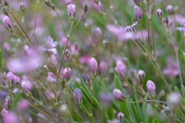 Jennifer - Planten un Blomen - 22.05.2025 - OT