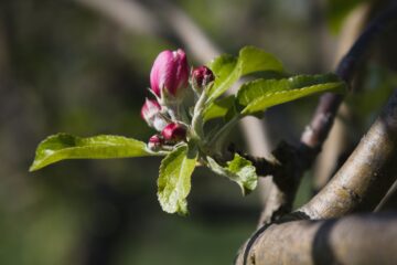 Bodo Jarren - Streuobstwiese - 24.04.2025 - Am Ast geheftet