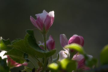 Brigitte - Streuobstwiese - 24.04.2025 - Auf zum Licht strecken