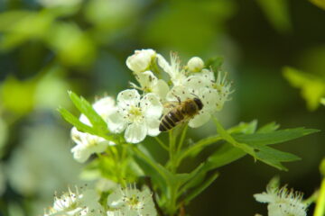 Bernd Mattern - Makro Ohlsdorf - 09.05.2025 - Bienchen