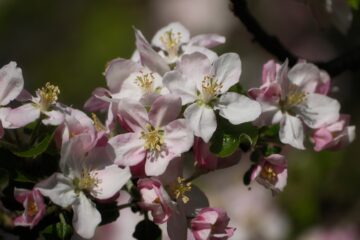 Brigitte - Streuobstwiese - 24.04.2025 - Blüten Blüten Blüten