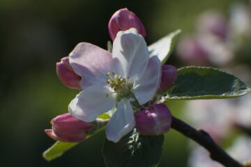 Bodo Jarren - Streuobstwiese - 24.04.2025 - Die Blüte ruft
