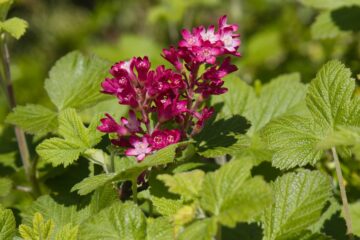 Bodo Jarren - Streuobstwiese - 24.04.2025 - Durchs Grün gebrochen