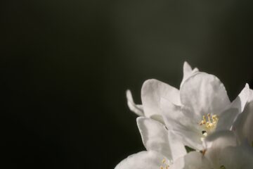 Brigitte - Streuobstwiese - 24.04.2025 - Eine Schönheit